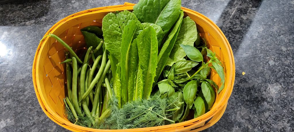 green beans, basil, dill, and lettuce in a basket